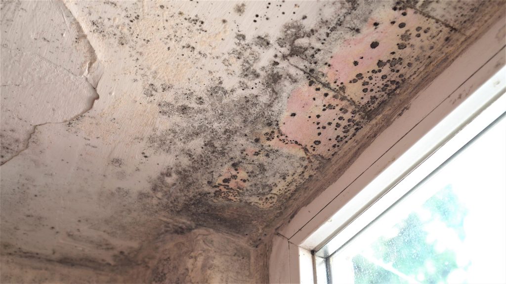 damp surveys yorkshire